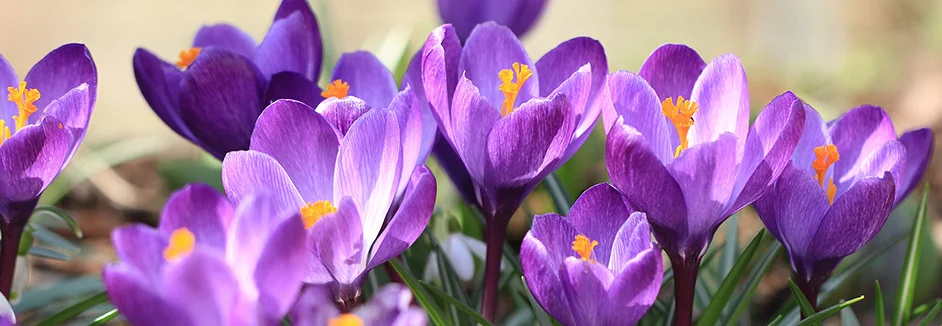 Lila Krokusse blühen